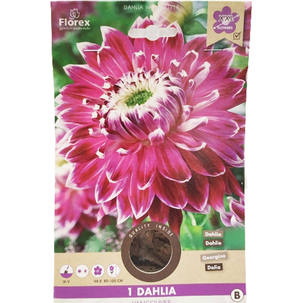 Ντάλια Vancouver