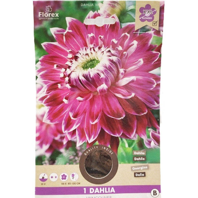 Ντάλια Vancouver