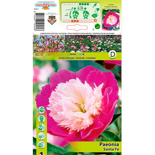 Παιώνια Santa fe 