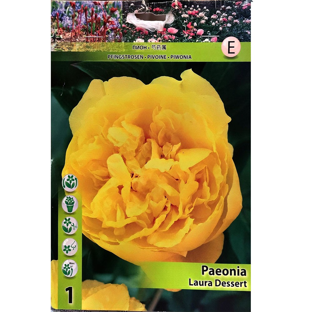 Παιώνια Laura Dessert 