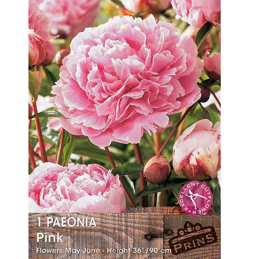 Παιώνια Ροζ