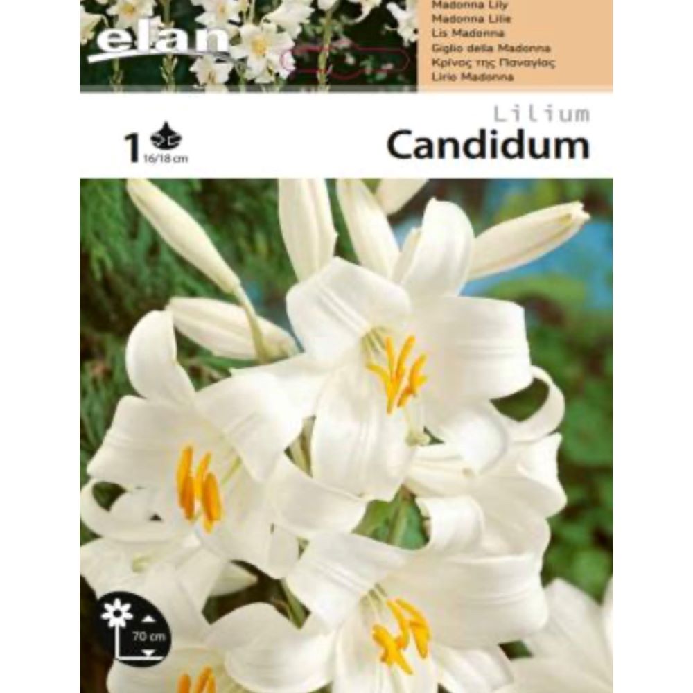 Λίλιουμ Παρθενόκρινος 