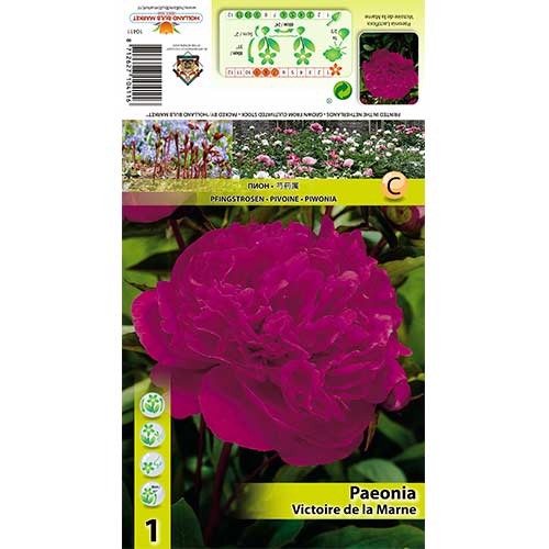 Παιώνια Victoire de la marne