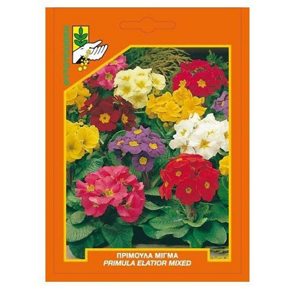 Πρίμουλα Μίγμα