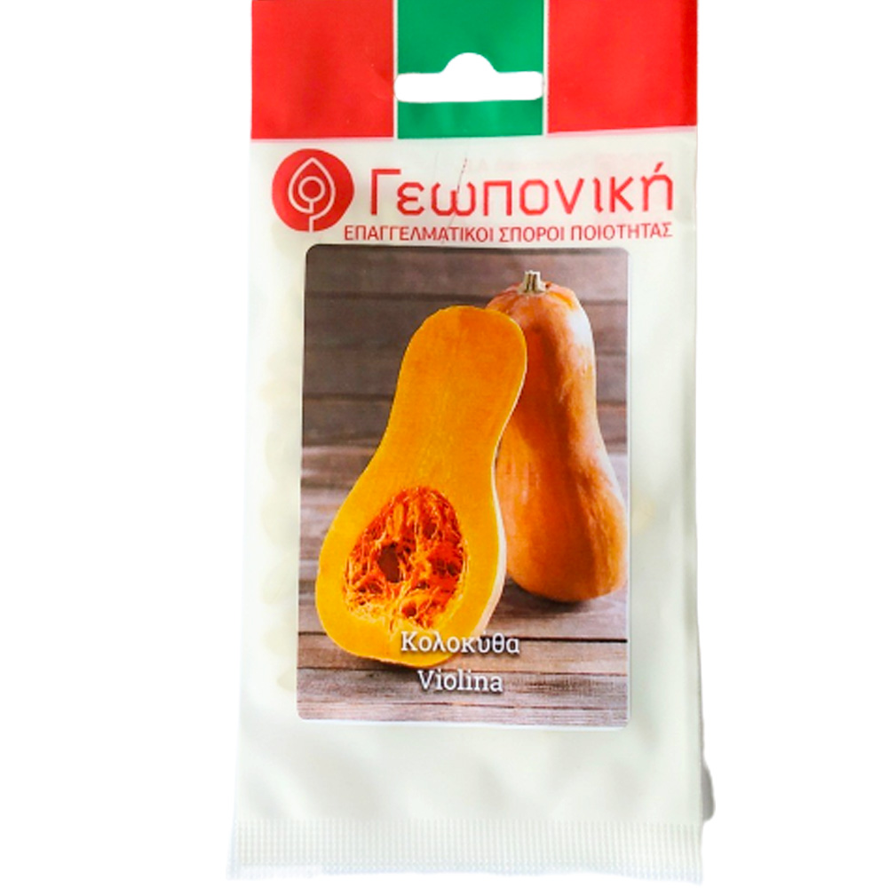 Κολοκύθα Violina