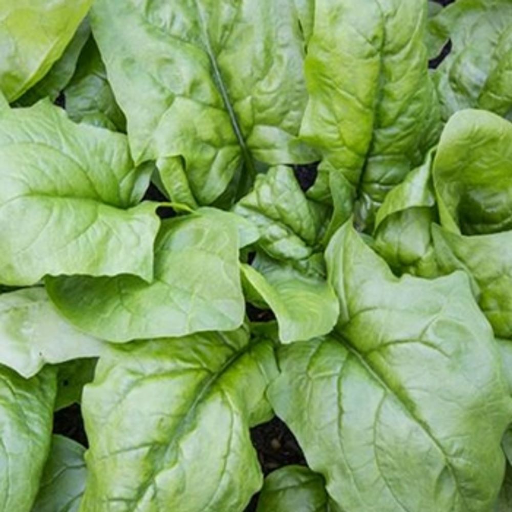 Σπανάκι extra viroflay