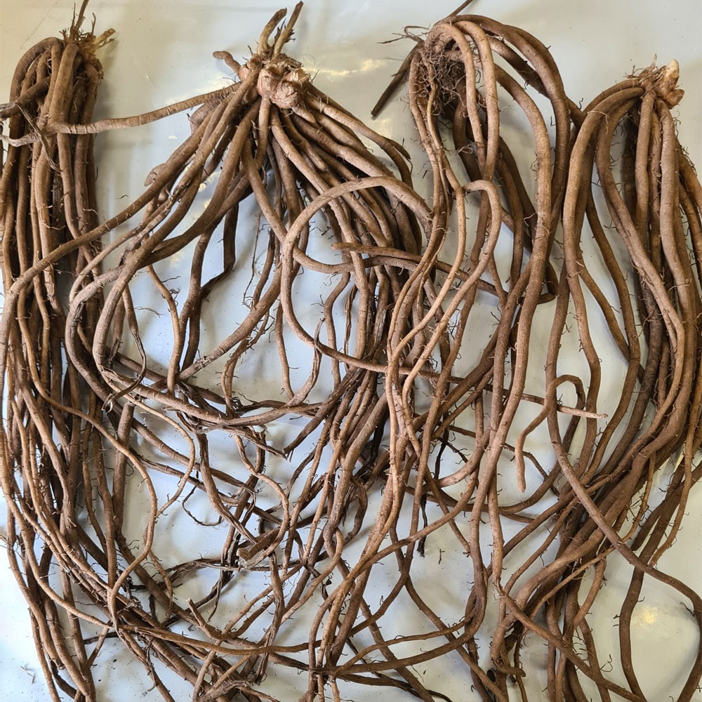 Σπαράγγι Ρίζες