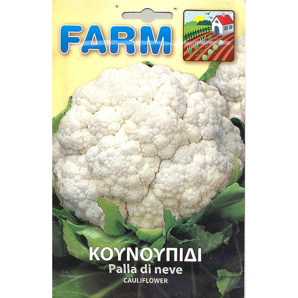 Κουνουπίδι 