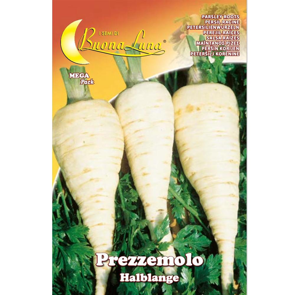 Μαϊντανός Ρίζα