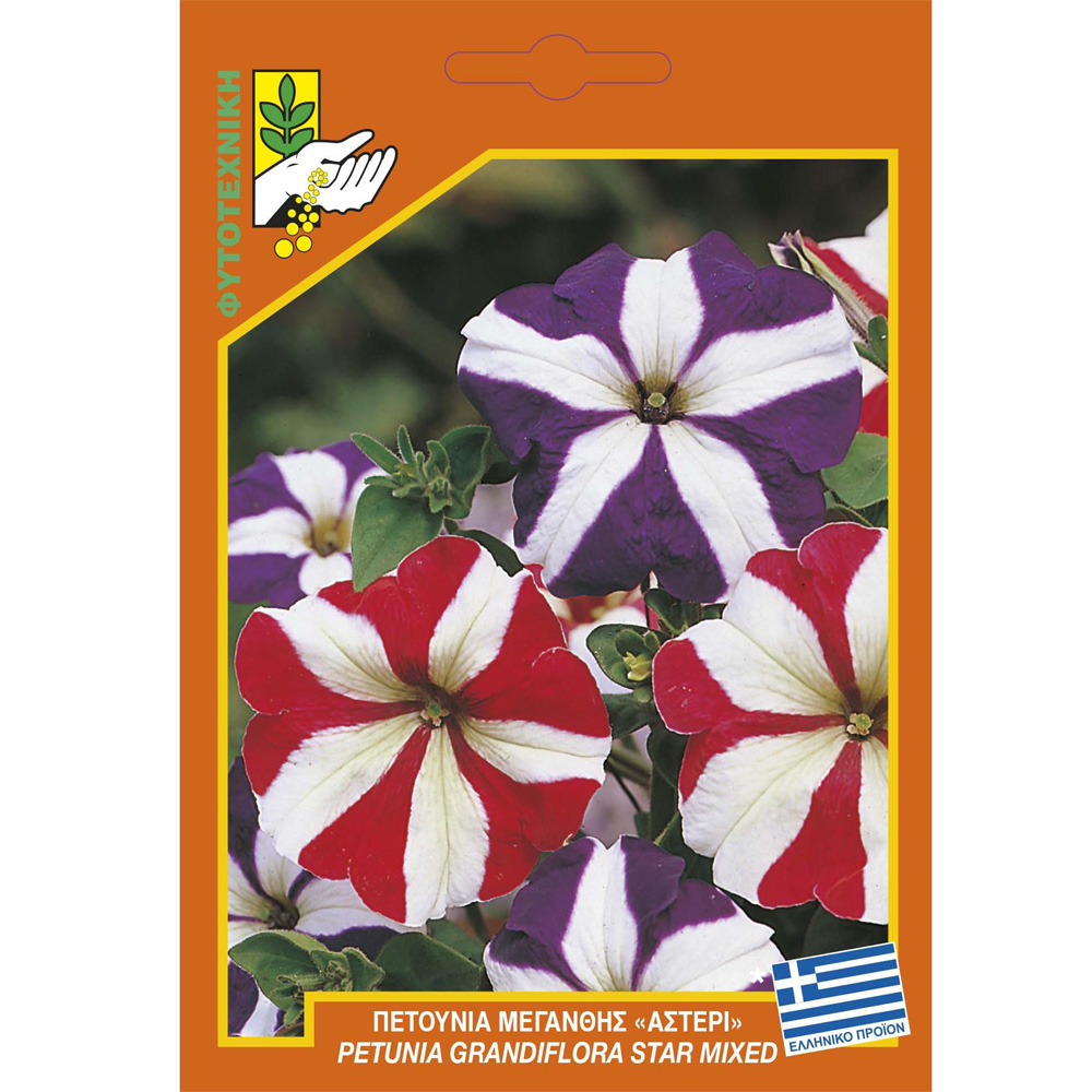 Πετούνια μεγανθής 