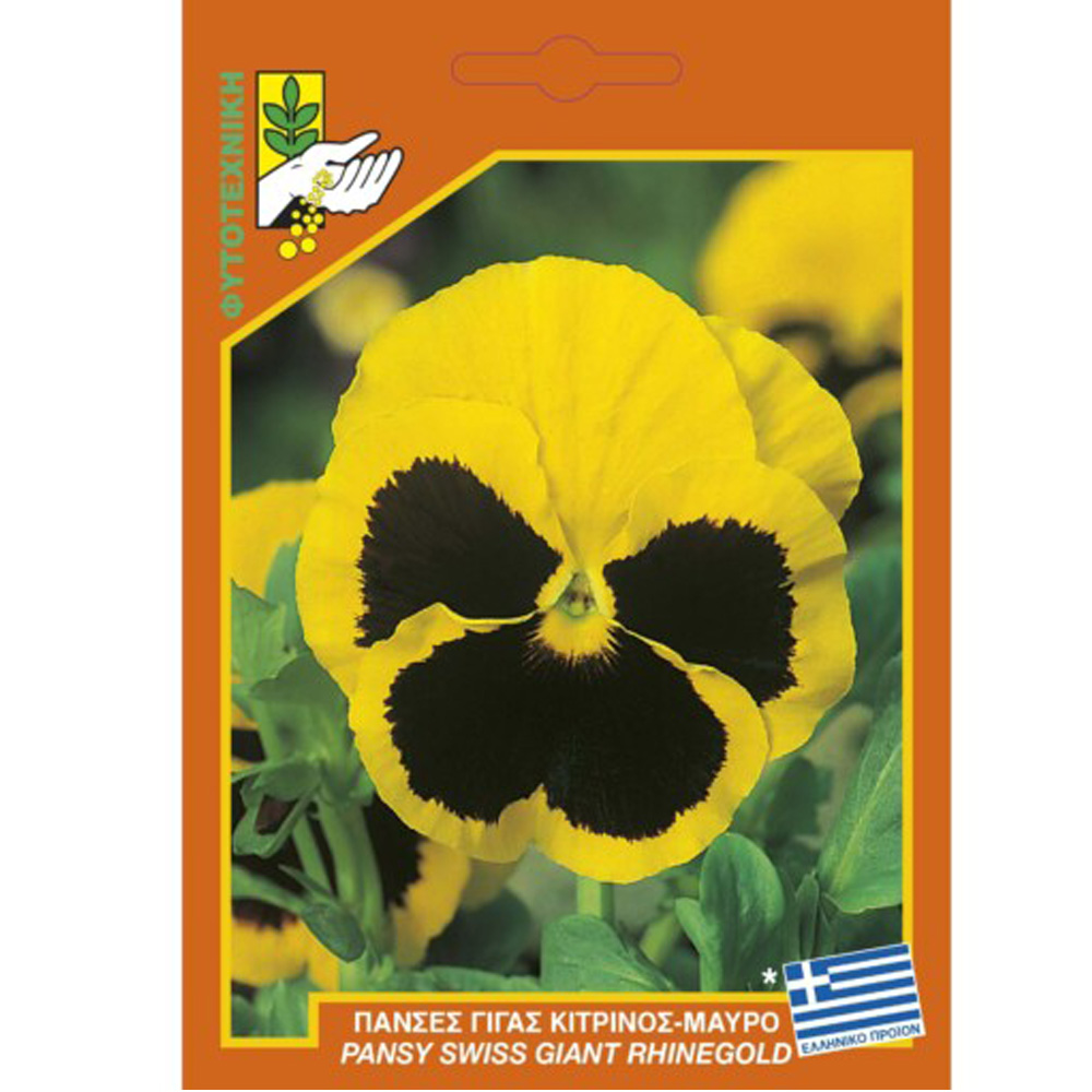 Πανσές Κίτρινο-Μαύρο Μεγανθής 