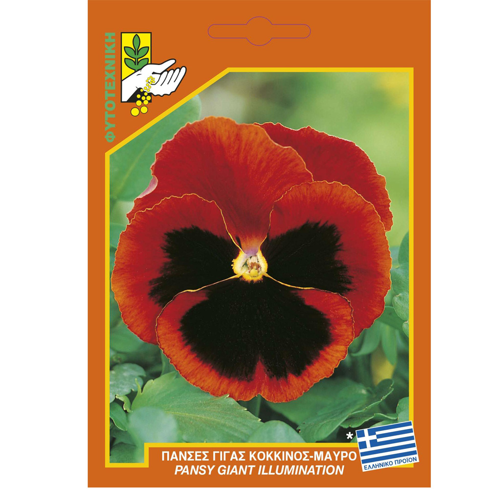 Πανσές Κόκκινο-Μαύρο Μεγανθής 