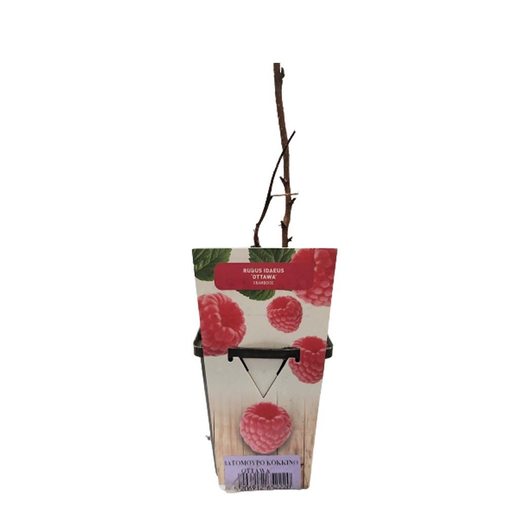 Βατόμουρο Κόκκινο