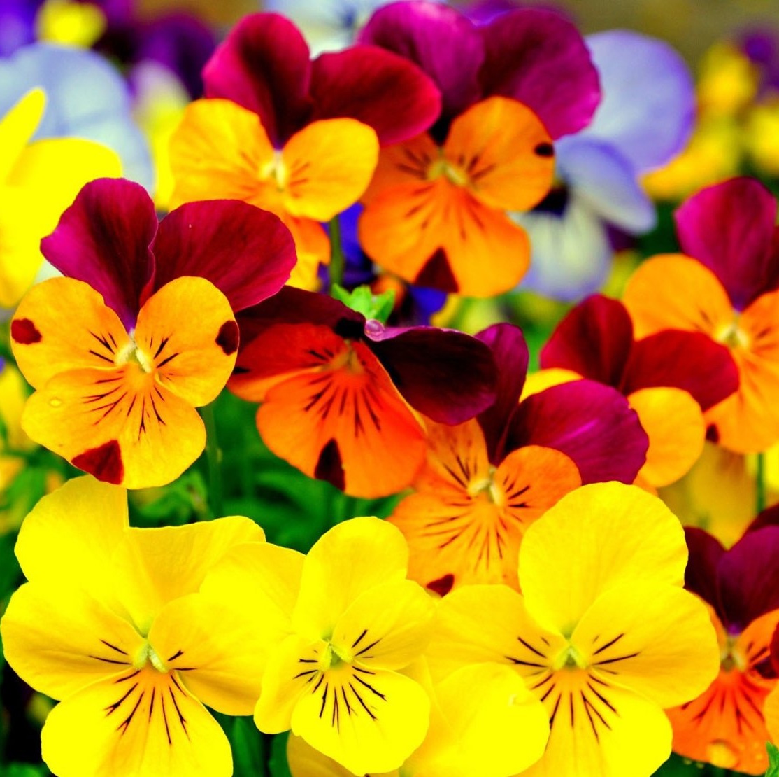 Πανσές Βρώσιμος