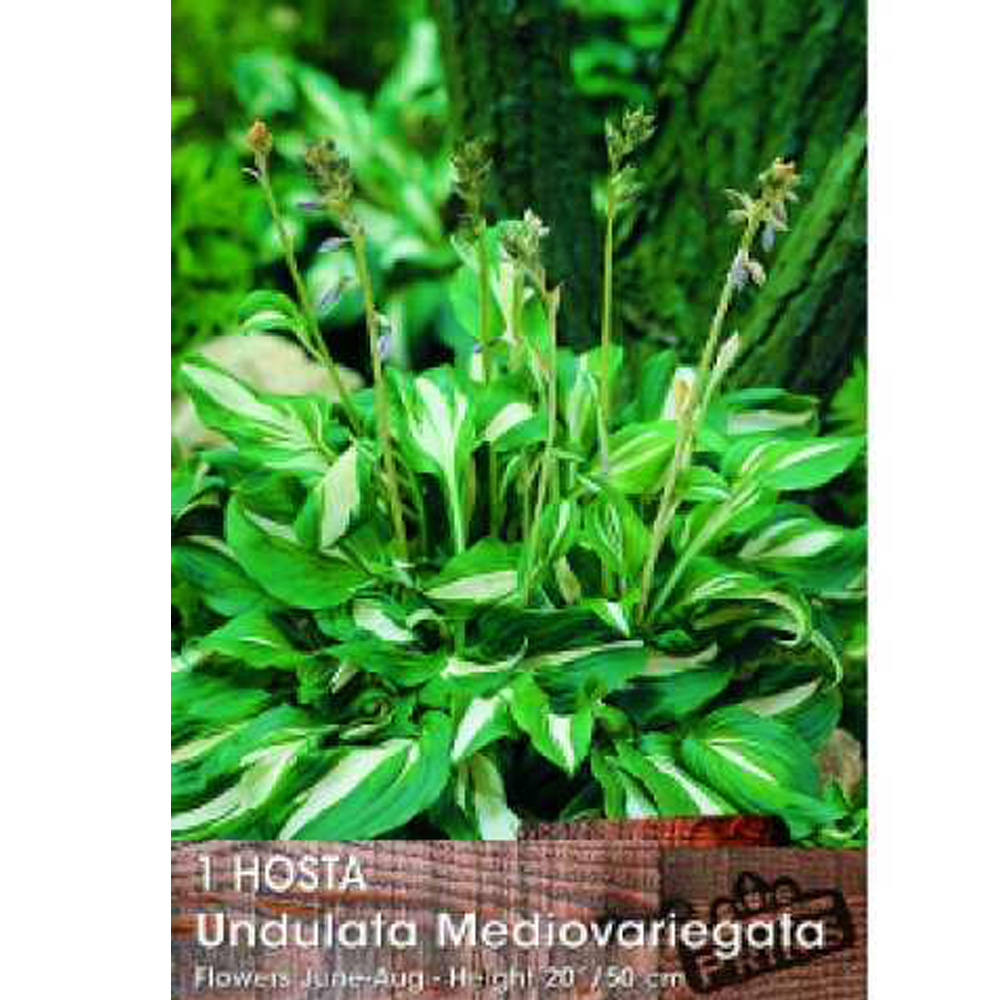 Χόστα Undulata Mediovariegata