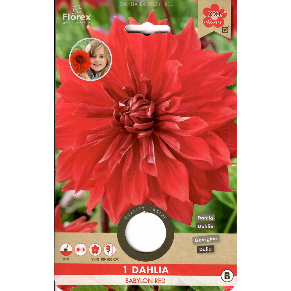 Ντάλια  Babylon Red