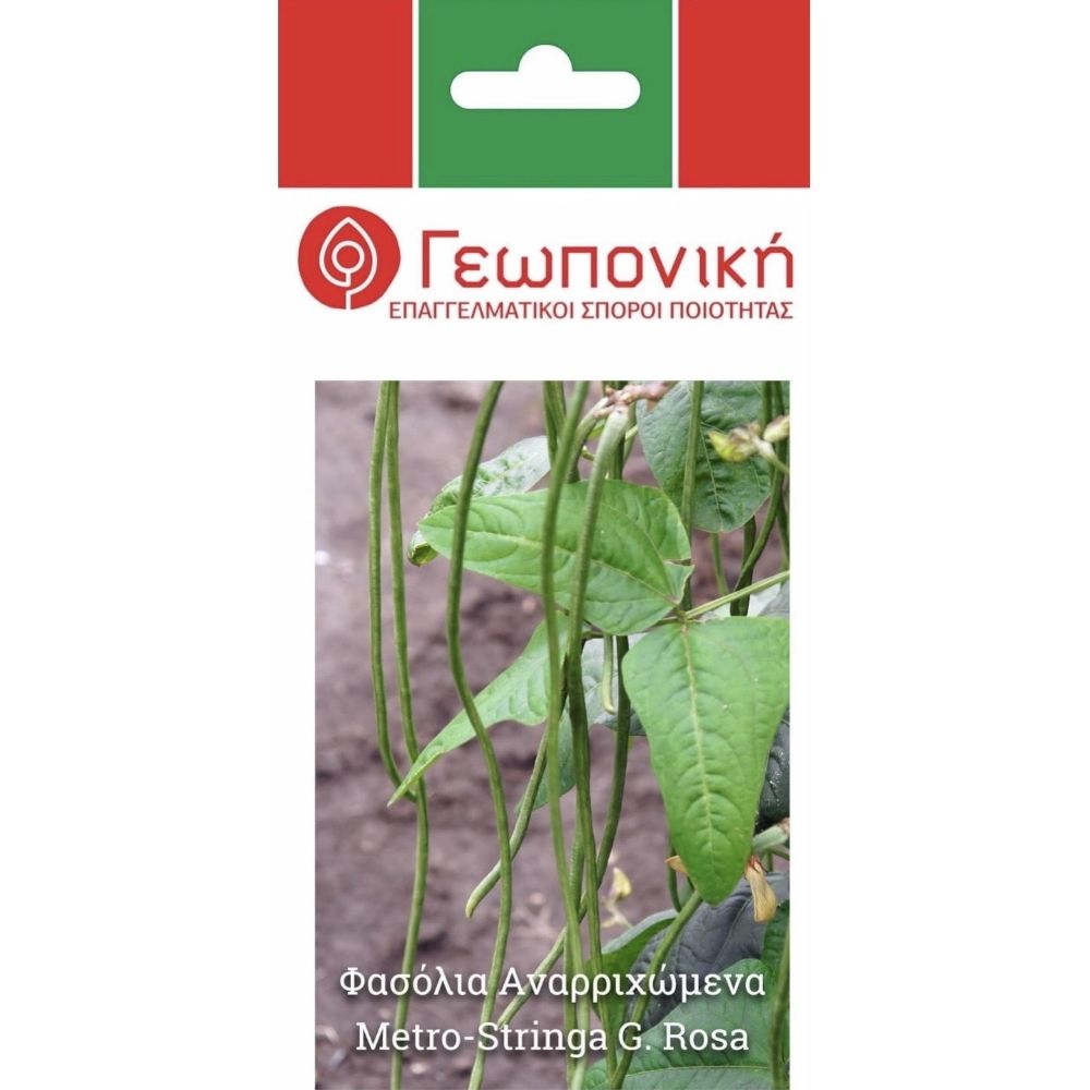 Φασόλια Αναρριχώμενα Metro- Stringa G.Rosa