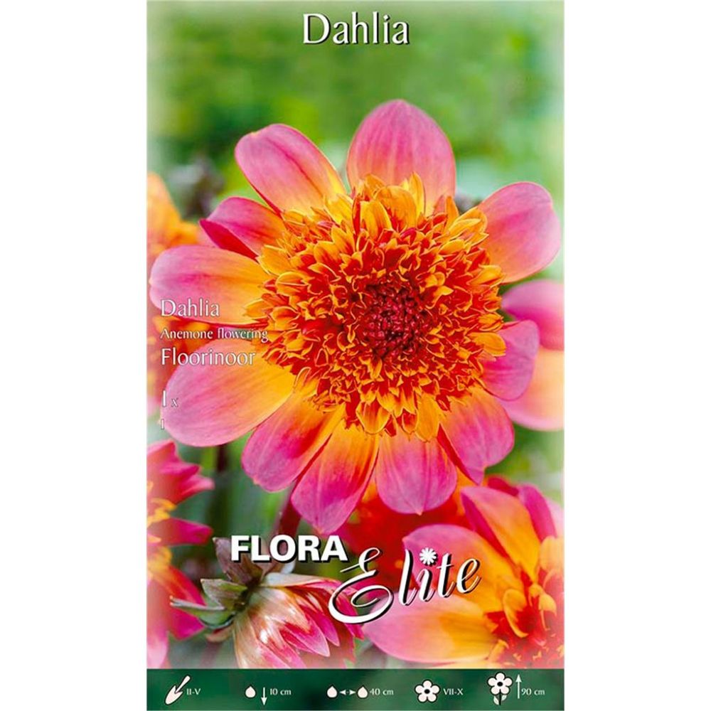 Ντάλια Floorinoor