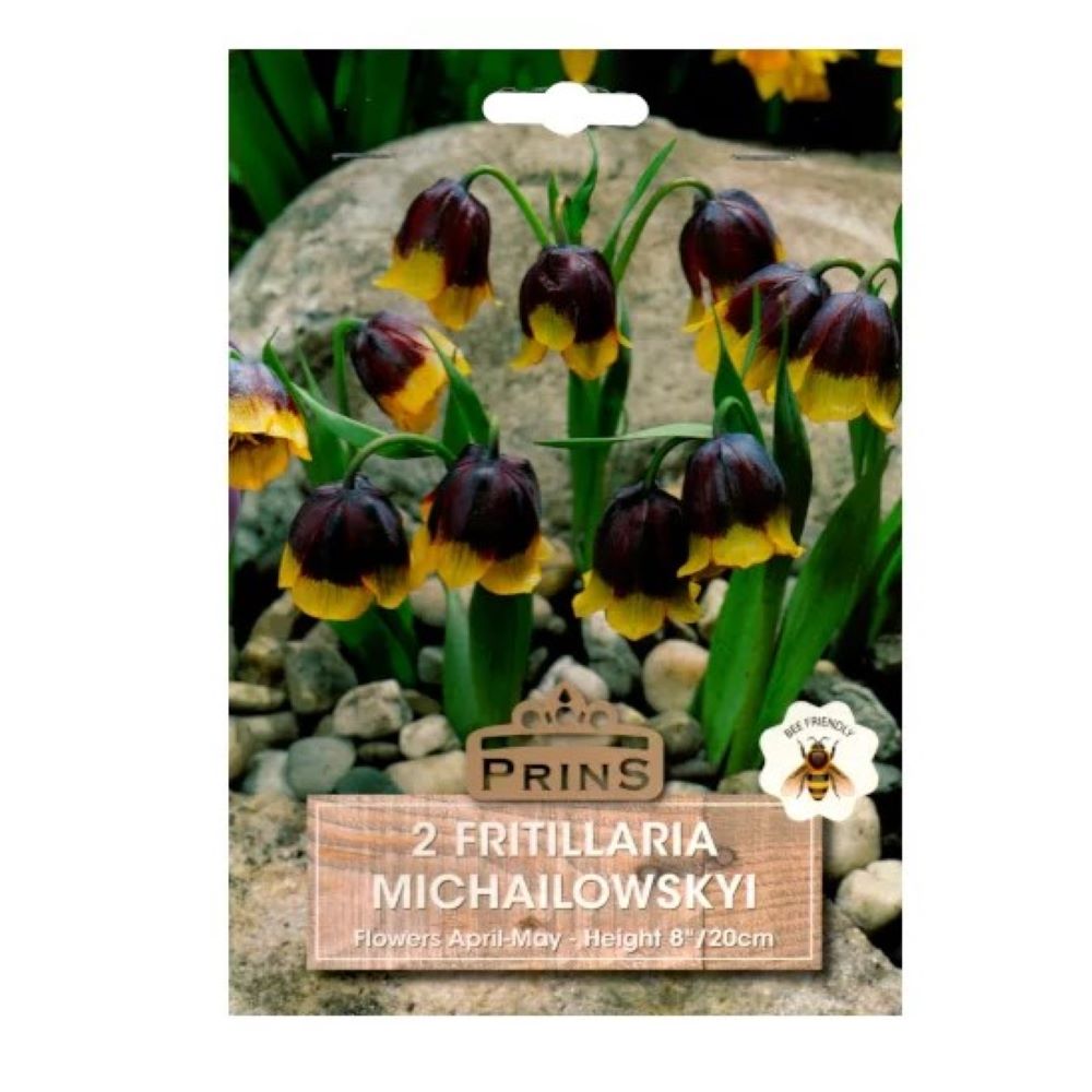 Φριτιλλάρια Michailowskyi
