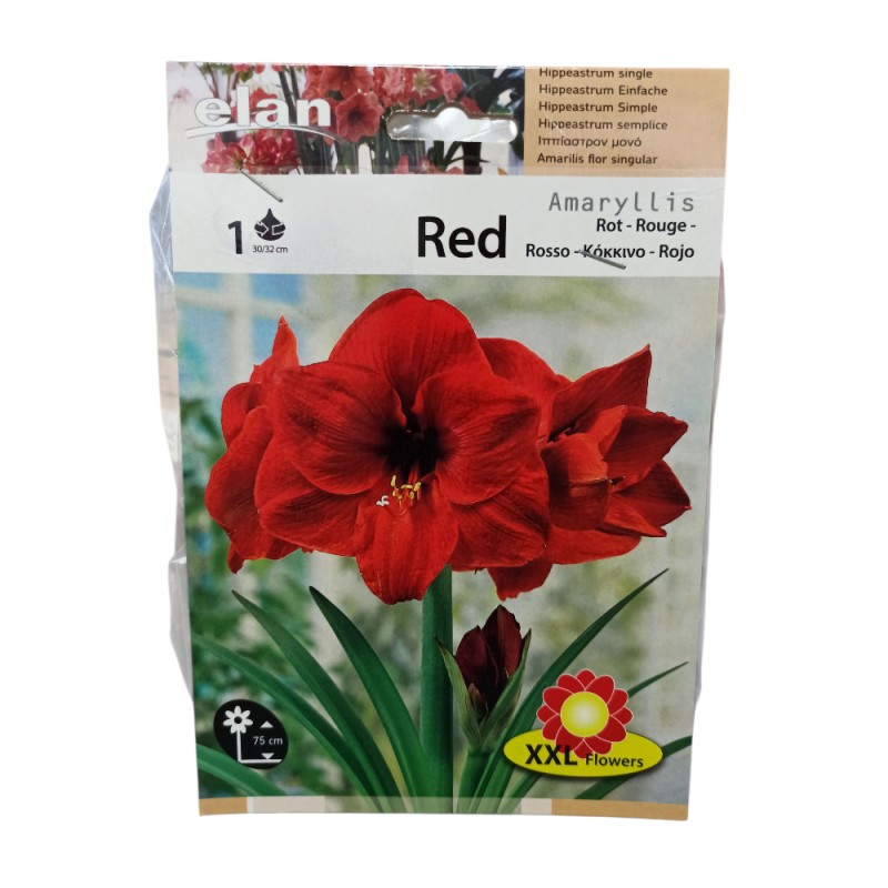 Αμαρυλλίδα Μονή Κόκκινη
