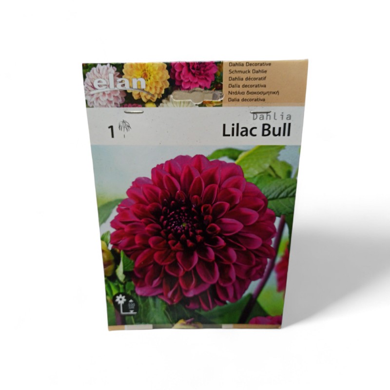 Ντάλια lilac bull