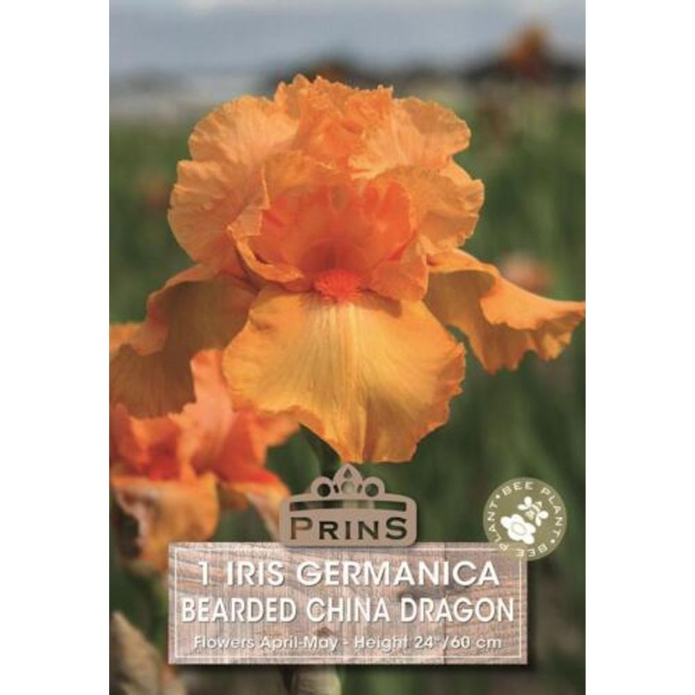 Ίριδα Germanica Bearded China Dragon