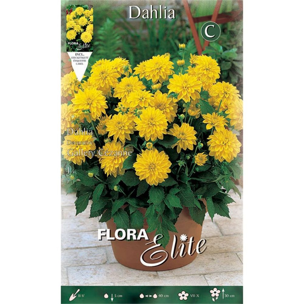 Ντάλια Gallery Cezane