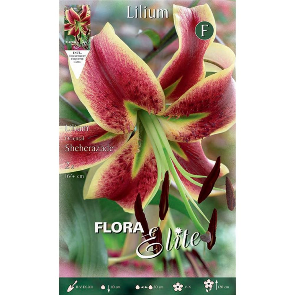 Λίλιουμ Oriental Sheherazade 