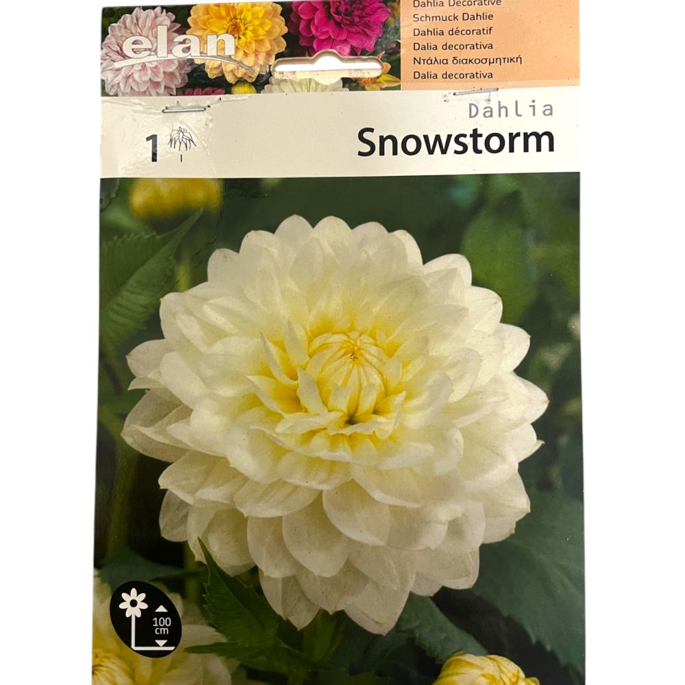 Ντάλια Snowstorm