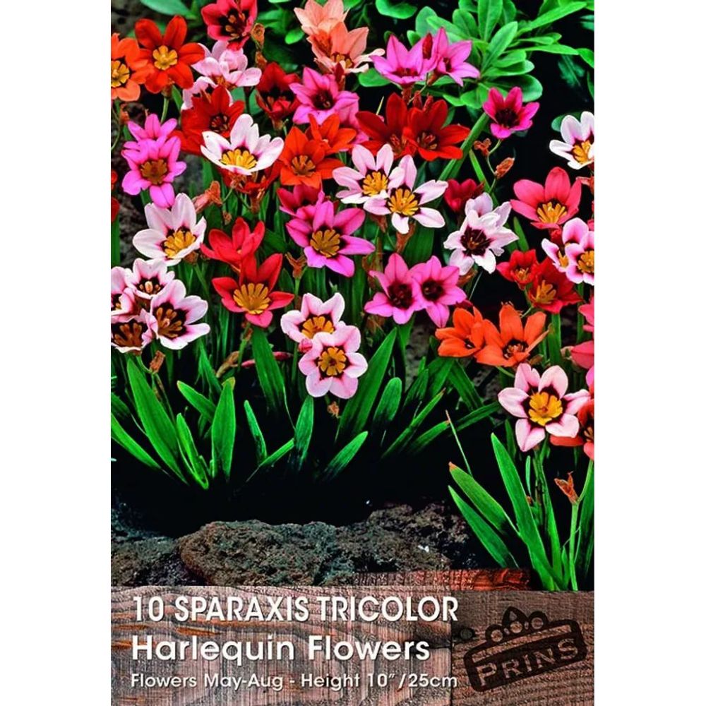 Σπάραξις Μίγμα