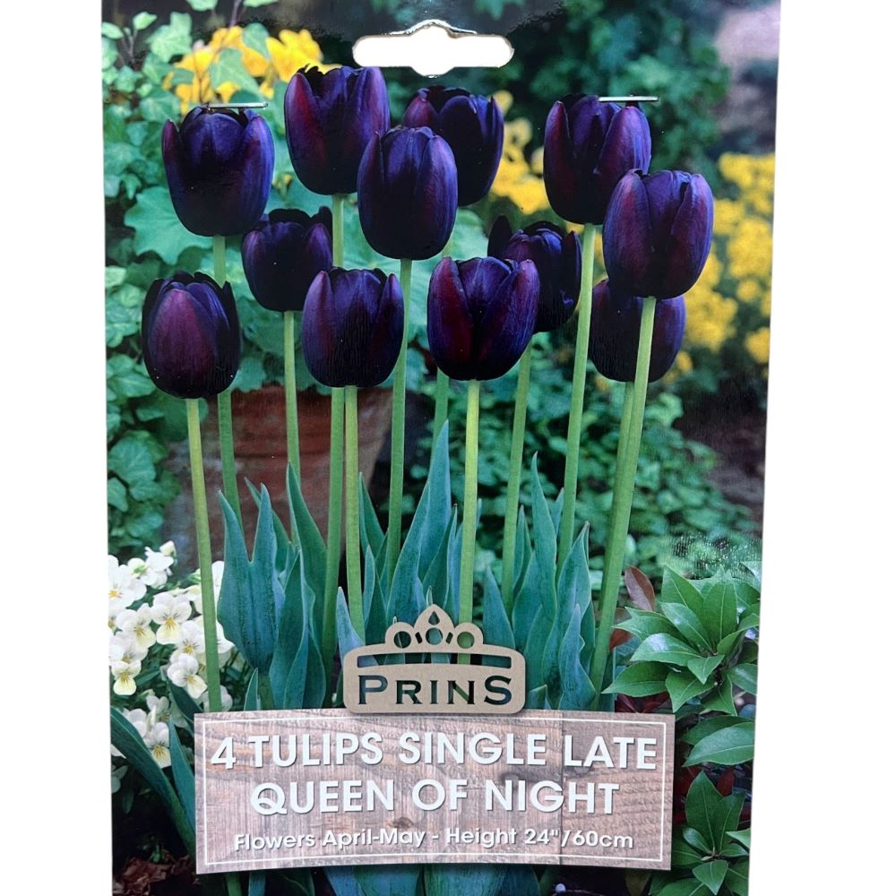 Τουλίπες Queen of the night