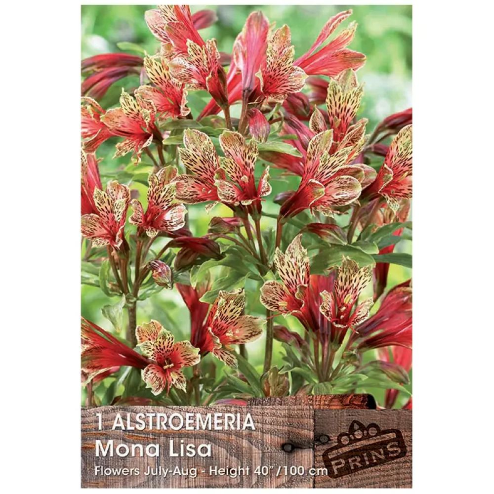 Αλστρομέρια Mona Lisa