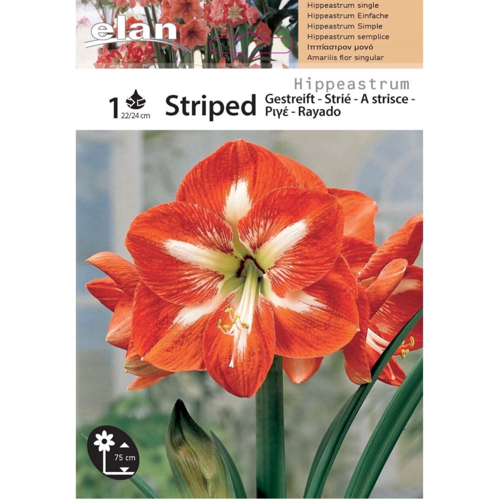 Αμαρυλλίδα Μονή Ριγέ