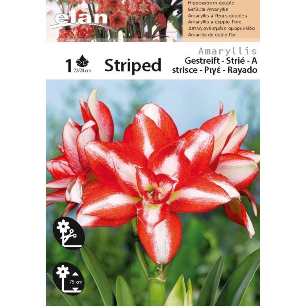 Αμαρυλλίδα Διπλή Ριγέ