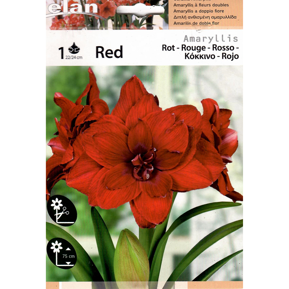 Αμαρυλλίδα Διπλή Κόκκινη