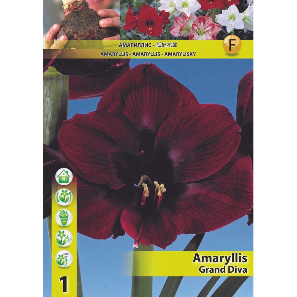 Αμαρυλλίδα Μονή Grand Diva 