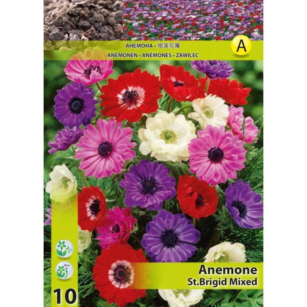 Ανεμώνη St.Brigid Mix