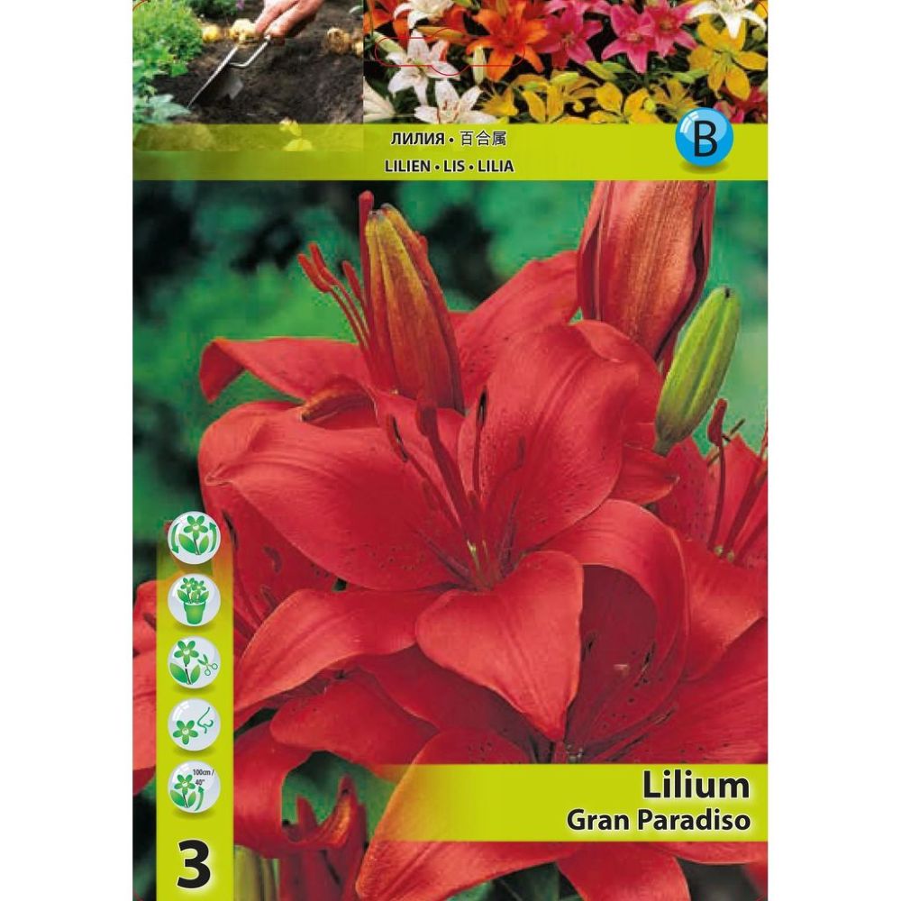 Λίλιουμ Gran Paradiso