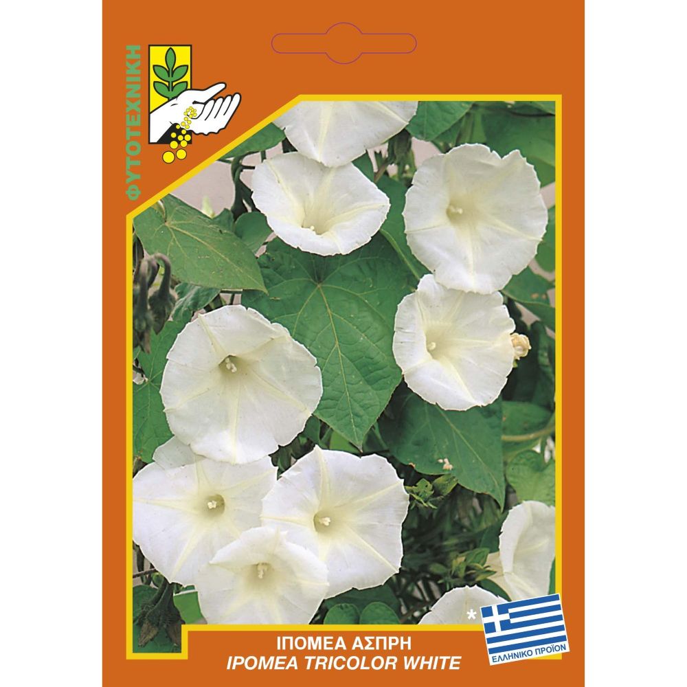 Ιπομέα Άσπρη