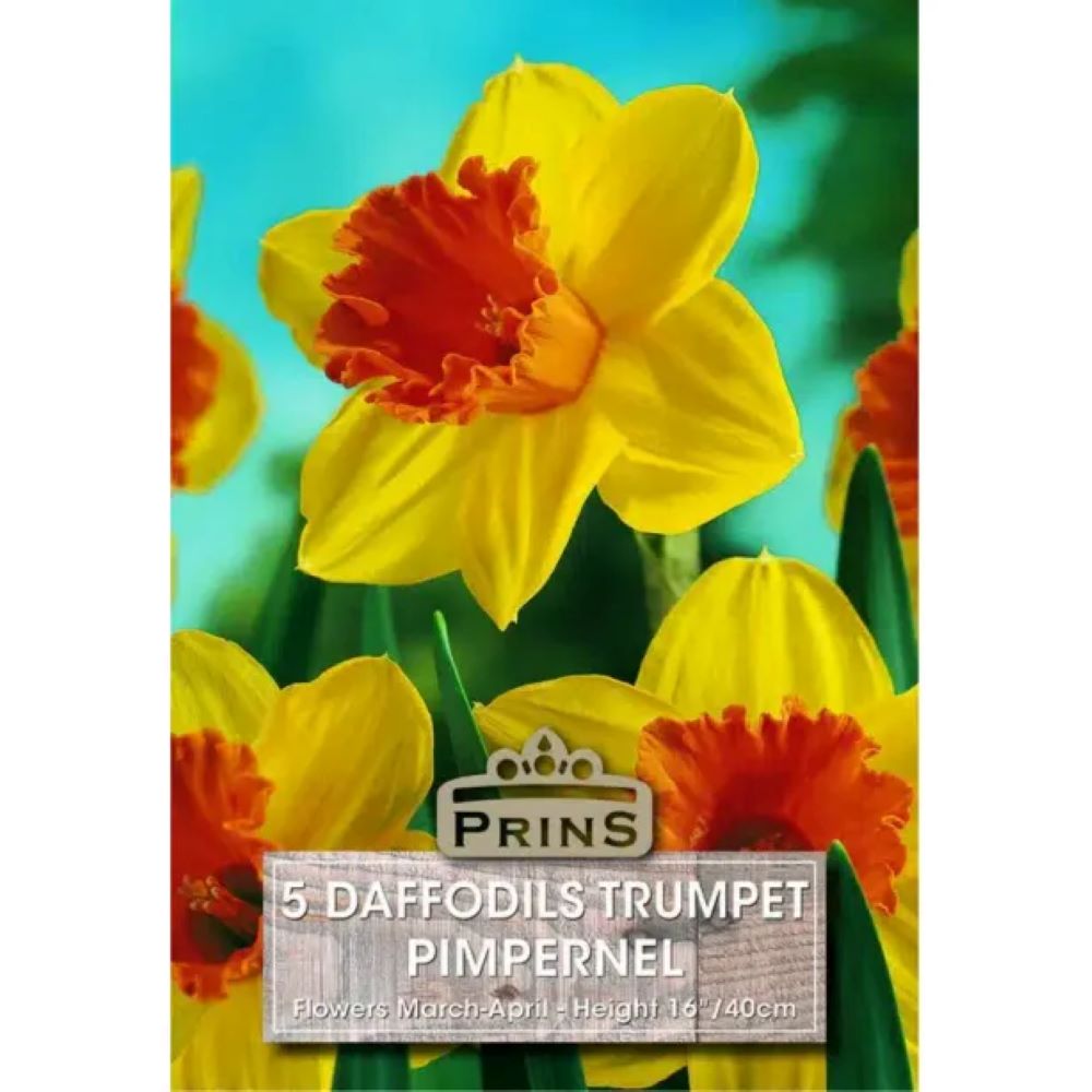 Νάρκισσος Trumpet Pimpernel