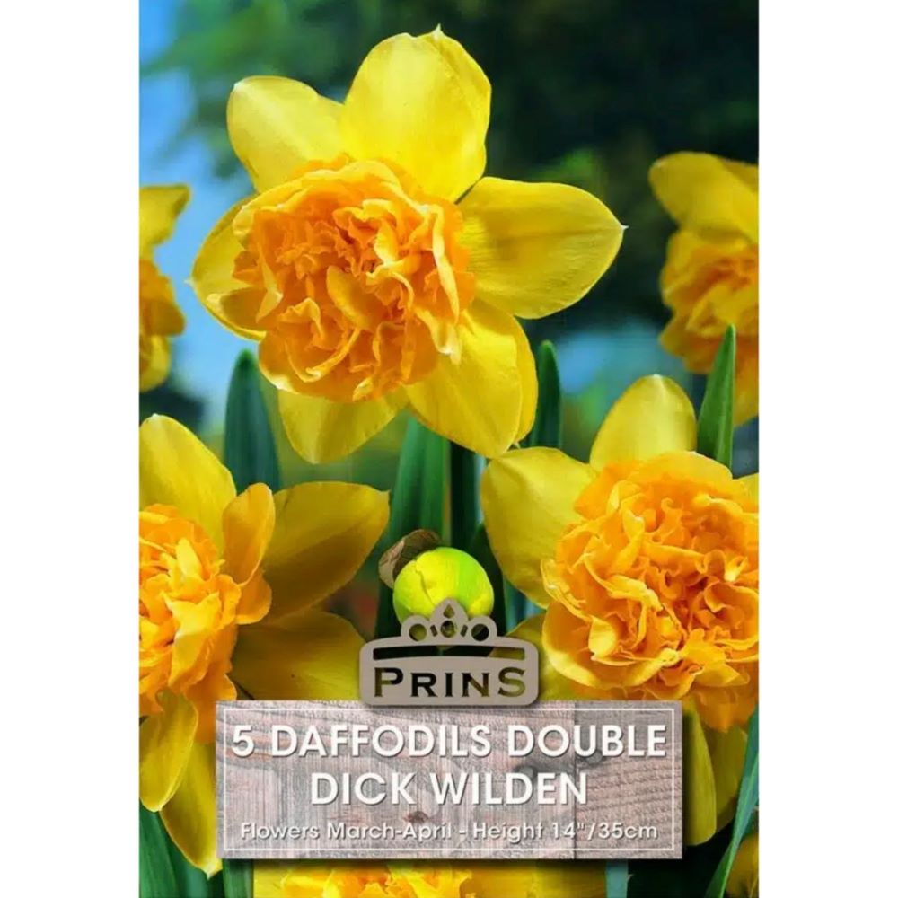 Νάρκισσος Double Dick Wilden