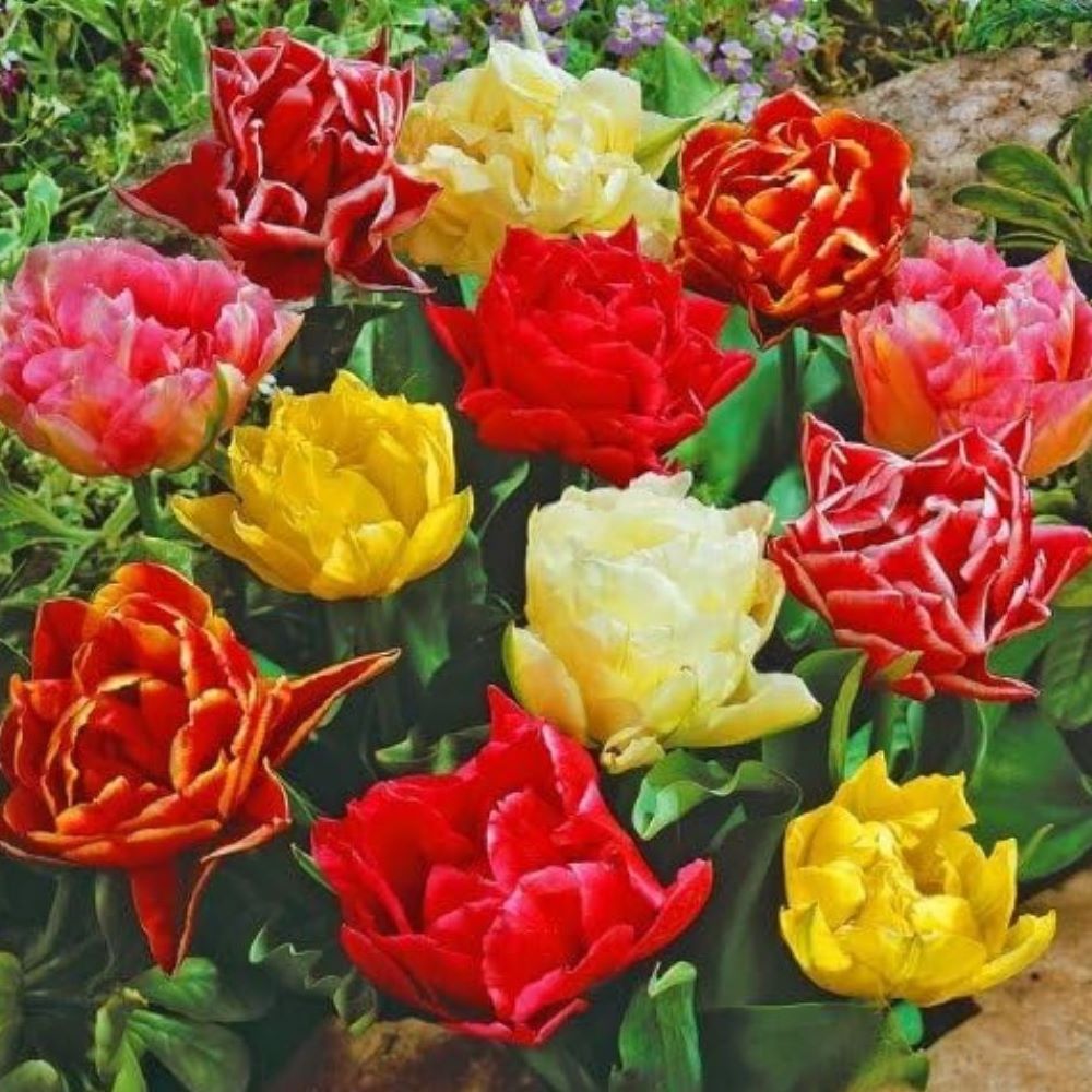 Τουλίπες Διπλές mix
