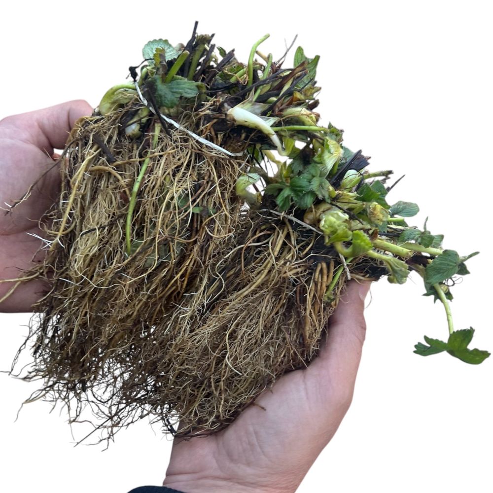 Ριζώματα Φράουλας Portola