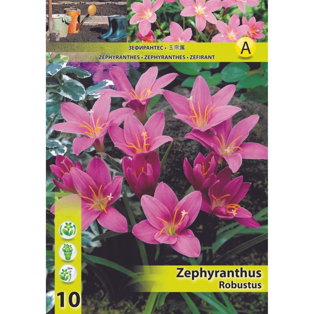 Ζεφύρανθος