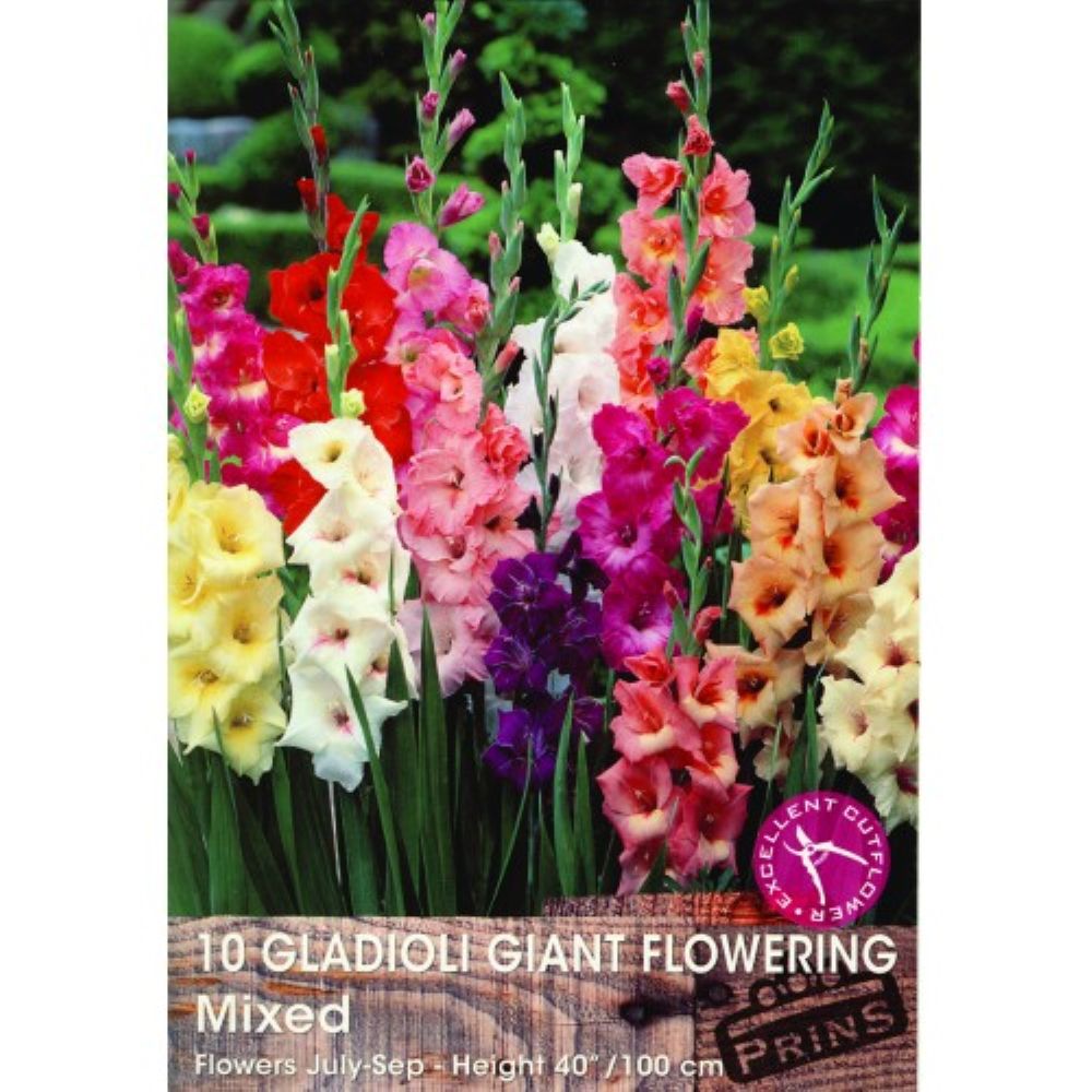 Γλαδιόλα Giant Flowering Μίγμα