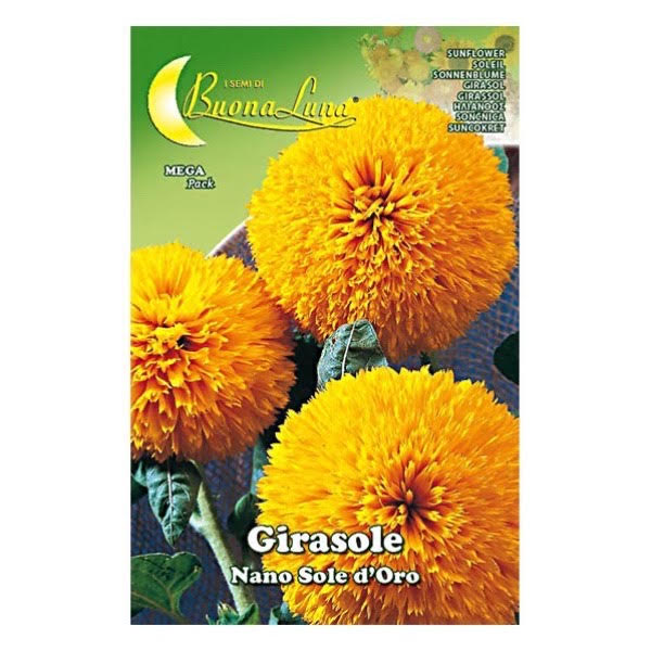 Ηλίανθος Νάνος 