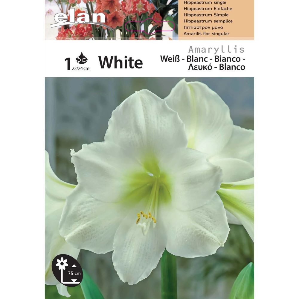 Αμαρυλλίδα Μονή Λευκή