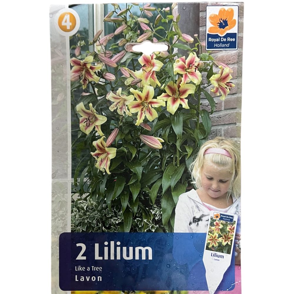 Λίλιουμ Δενδρώδες Lavon