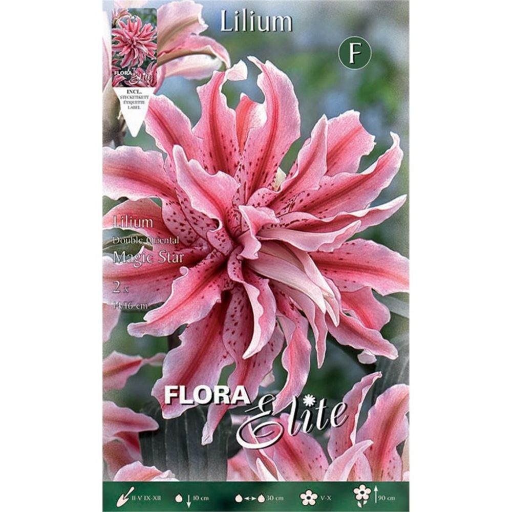 Λίλιουμ Oriental Double Magic Star