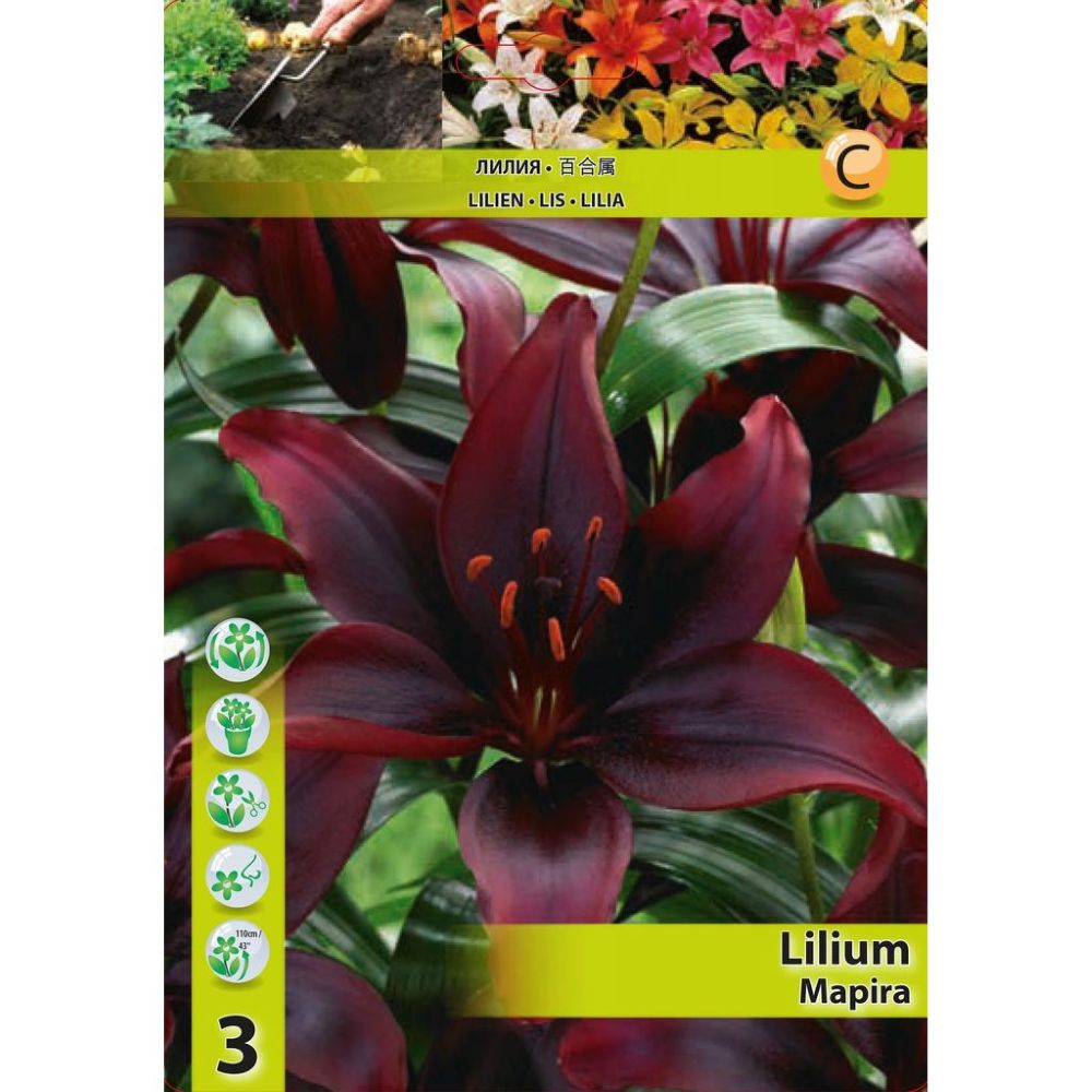 Λίλιουμ Mapira